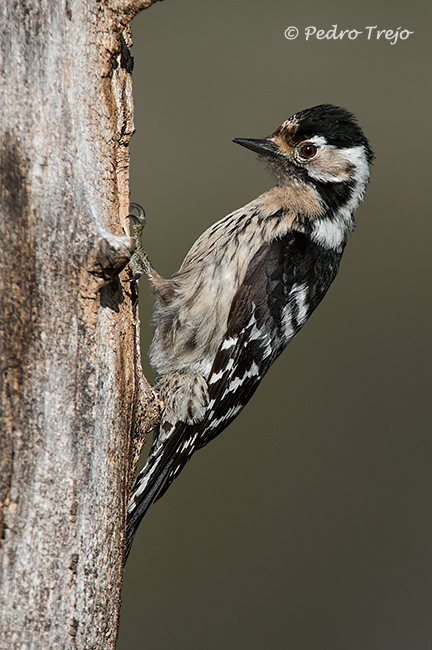 Pico menor (Dendrocopos minor)